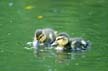 Baby Ducks, Canada Stock Photos