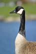 Canadian Goose, Canada Stock Photos
