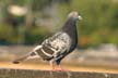 Pigeons(s), Canada Stock Photos