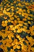 Flowers, Canada Stock Photographs
