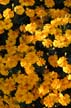 Yellow Flowers, Canada Stock Photos