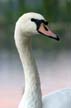 Swan(s), Canada Stock Photos