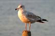 White Rock Seagull, Canada Stock Photographs