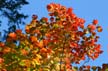 Fall Leaves, Stock Photos