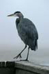 Great Blue Heron, Foggy Day
