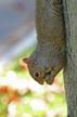Gray Squirrel, Glen Valley Abbotsford
