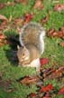 Vancouver Squirrel, Canada Stock Photographs