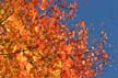 Autumn Leaves, Canada Stock Photos