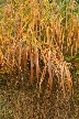 Reed Bed, Canada Stock Photos
