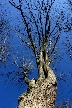 Bare Leaves Against Blue Sky, Canada Stock Photographs