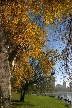 Golden Leaves, Canada Stock Photos