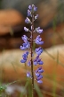 Wild Flowers, Canada Stock Photographs