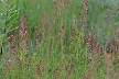 Wildflowers, Canada Stock Photos