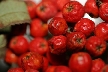 Red Fruits, Canada Stock Photos