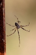 Spider, Canada Stock Photos