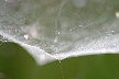 Web Spider, Canada Stock Photos