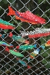 Trapped Fish, Canada Stock Photos