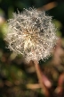 Dandelion Seeds, Canada Stock Photos