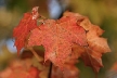 Orange Leaves, Canada Stock Photos