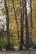 Tree Trunks, Canada Stock Photos