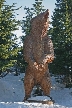 Grouse Mountains Standing Bear, Canada Stock Photos