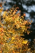 Autumn Leaves, Canada Stock Photos