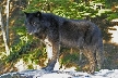 Wolves, Canada Stock Photos