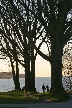 Silhouette Of Trees At Stanley Park, Canada Stock Photos