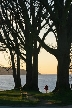 Silhouette Of Trees At Stanley Park, Canada Stock Photos