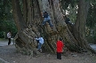 Kids And Old Tree Trunk, Canada Stock Photos