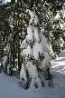 Winter At Grouse Mountains, Canada Stock Photos