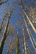 Winter Trees, Canada Stock Photographs