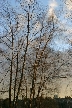 Winter Trees, Canada Stock Photographs