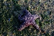 Purple Sea Star, Canada Stock Photos