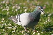 Pigeon(s), Canada Stock Photos