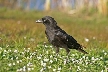 Crow, Canada Stock Photos