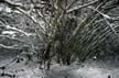 Winter Scenes, Burnaby Park