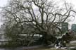 Uprooted Tree, Stanley Park Vancouver