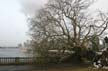 Uprooted Tree, Stanley Park Vancouver