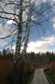 Winter Trees, Burnaby Deer Lake