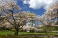 Blossoms, Stanley Park