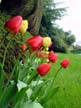 Tulips, Canada Stock Photos