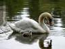 Baby Swans, Lost Lagoon