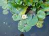 Water Lily, Canada Stock Photographs