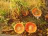 Stanley Park Wild Mushrooms, Canada Stock Photographs