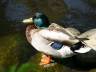 Mallard Duck, Canada Stock Photos
