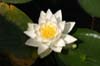 Lotus Chinese Garden, Canada Stock Photographs