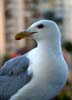Vancouver's Gull, Canada Stock Photographs