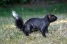 Black Squirrel, Canada Stock Photos