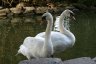 Swans, Stanley Park